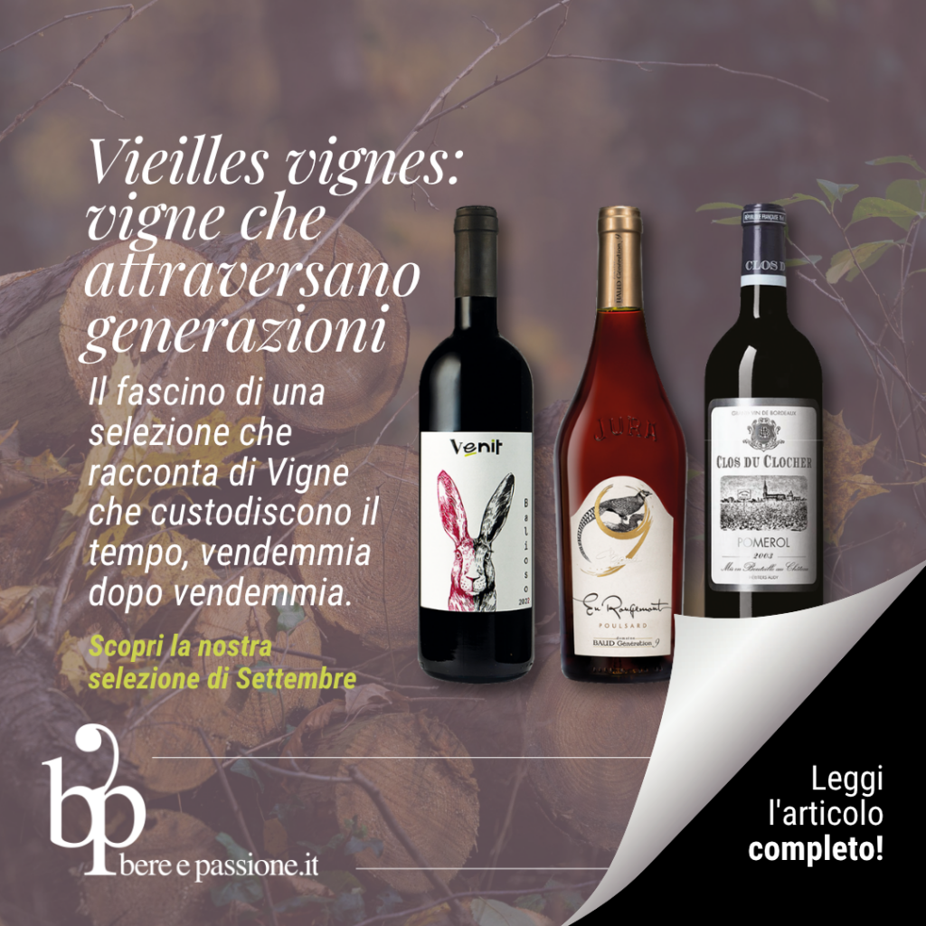 Vini autunnali: quando il vino profuma di sottobosco